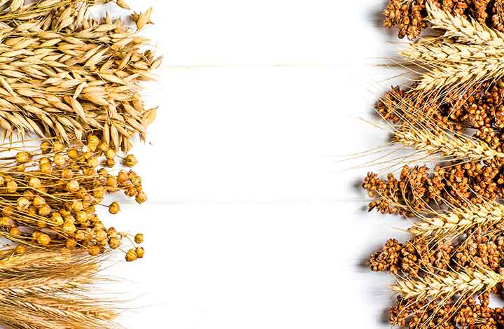 barley and oats