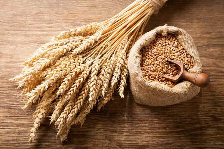 durum wheat vs whole wheat